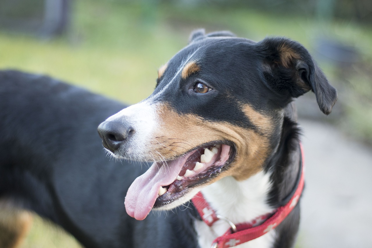 appenzeller sennenhund, sennenhund, schweizer hund